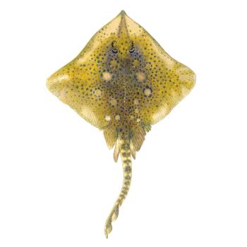 Illustrations of skate by Dietrich donated by the Scottish Sea Angling Conservation Network