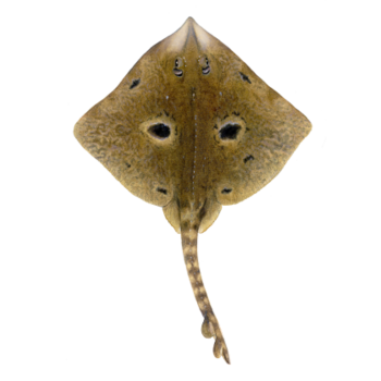 Illustrations of skate by Dietrich donated by the Scottish Sea Angling Conservation Network