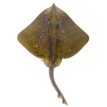 Illustrations of sharks by Dietrich donated by the Scottish Sea Angling Conservation Network