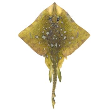 Illustrations of skate by Dietrich donated by the Scottish Sea Angling Conservation Network