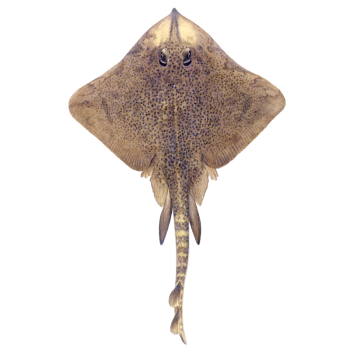 Illustrations of skate by Dietrich donated by the Scottish Sea Angling Conservation Network