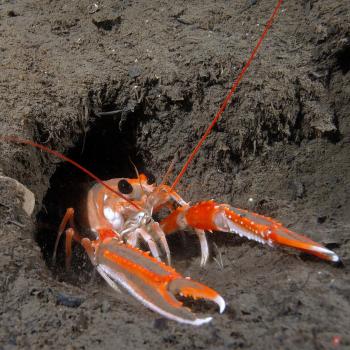 Nephrops emerging from its burrowed mud home