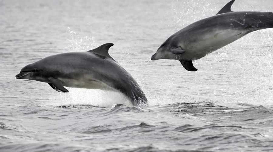 Dolphins, whales and porpoises | NatureScot