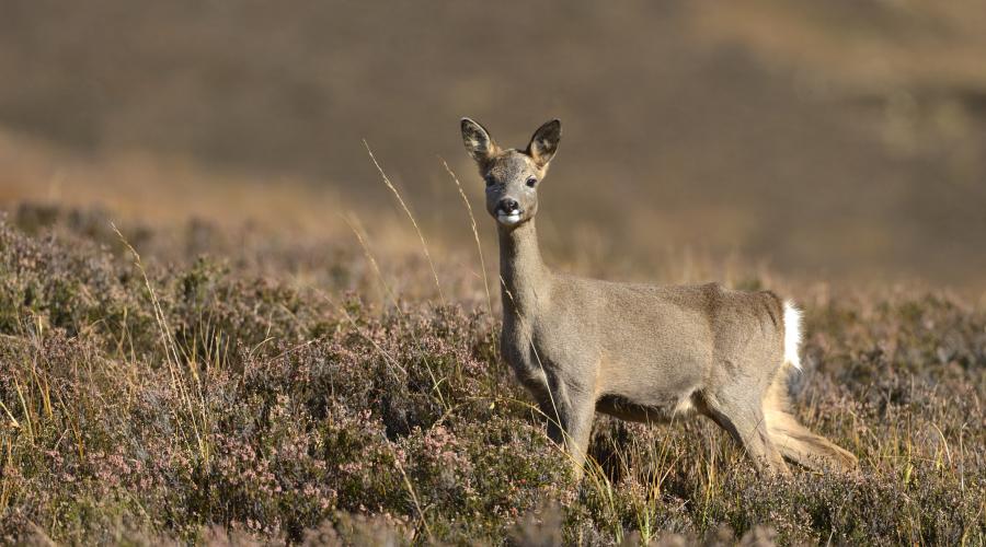 World's top 15 largest species of deer & antelope