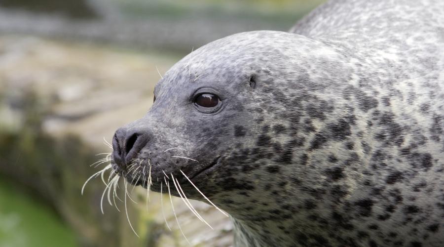 Seals  NatureScot