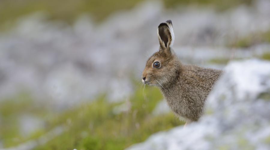 Hares and rabbits | NatureScot