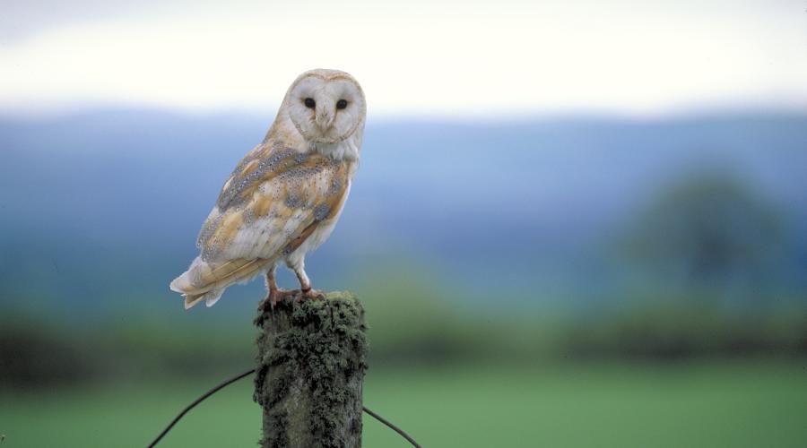 Barn owl, Gallowhill, Tayside. ©Lorne Gill/SNH. For information on reproduction rights contact the Scottish Natural Heritage Image Library on Tel. 01738 444177 or www.nature.scot