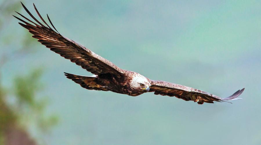 Golden Eagle Scottish Natural Heritage