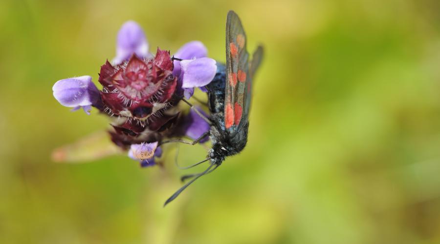 Self heal and a six spot burnet moth on the Vatersay machair