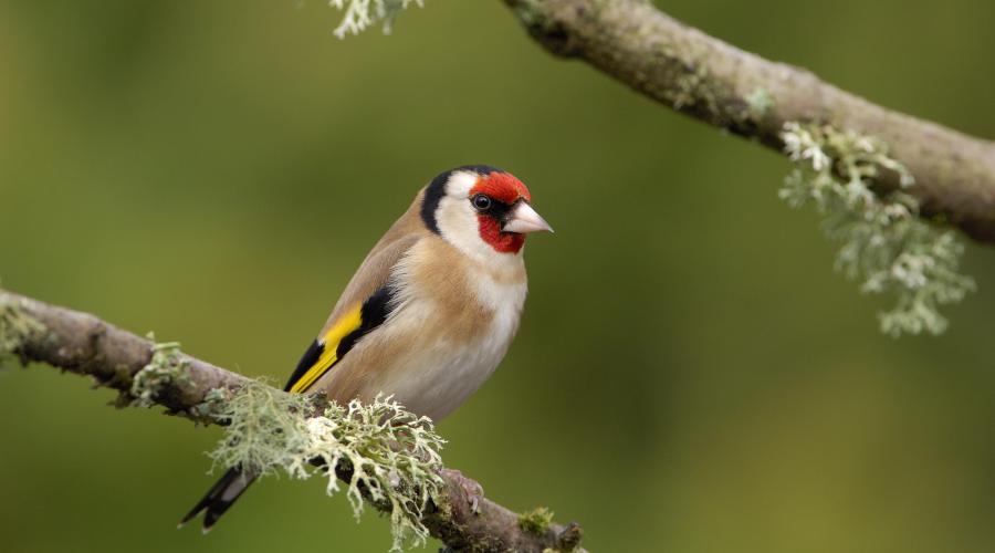 A Goldfinch perched on a lichen-covered branch.