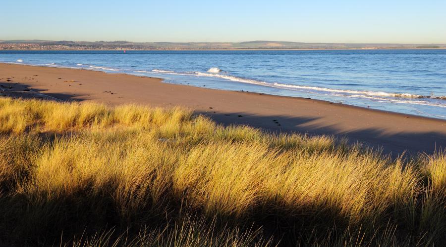 Marram grass growing on the sand dunes at Tentsmuir NNR.