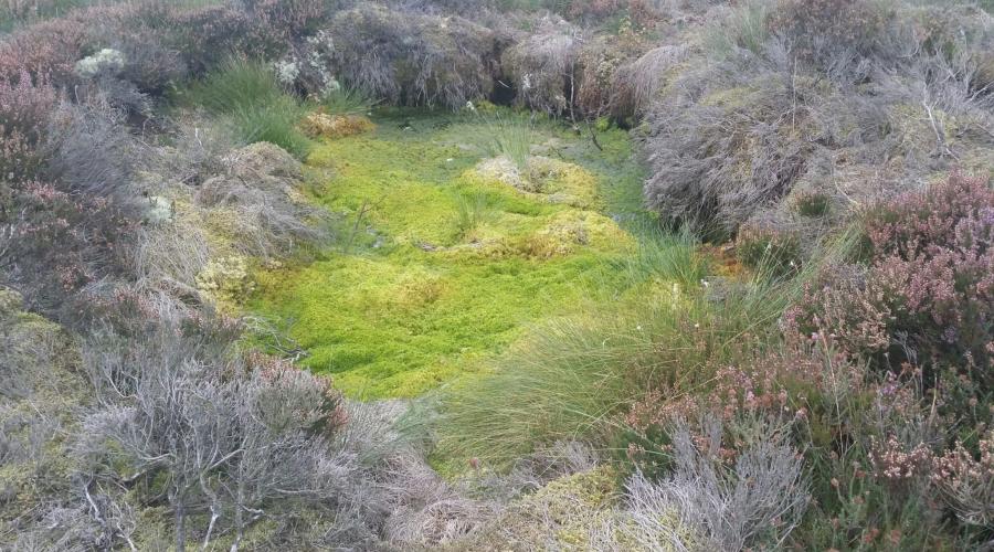 Sphagnum moss  The Wildlife Trusts