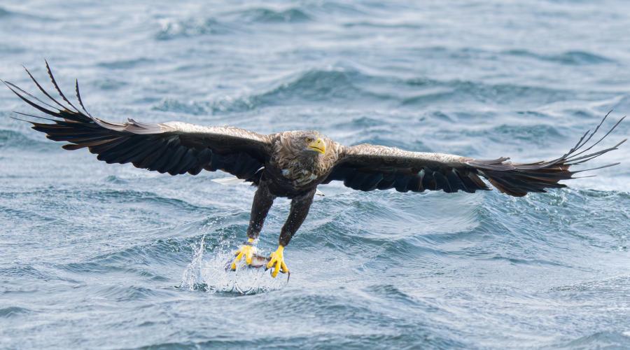 Sea eagle or white tailed eagle in flight with a fish in talons