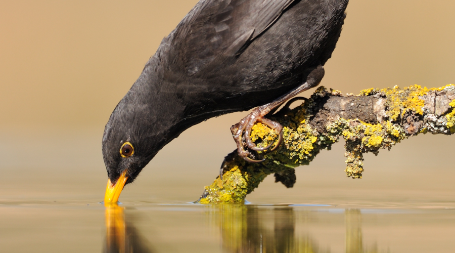 A blackbird drinking from a pool of water, perched on a lichen-covered branch.