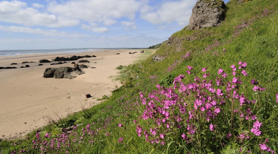 Pink wildflowers growing near a beach on a sunny day
