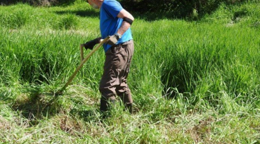 A man using a scythe to cut down long grass.