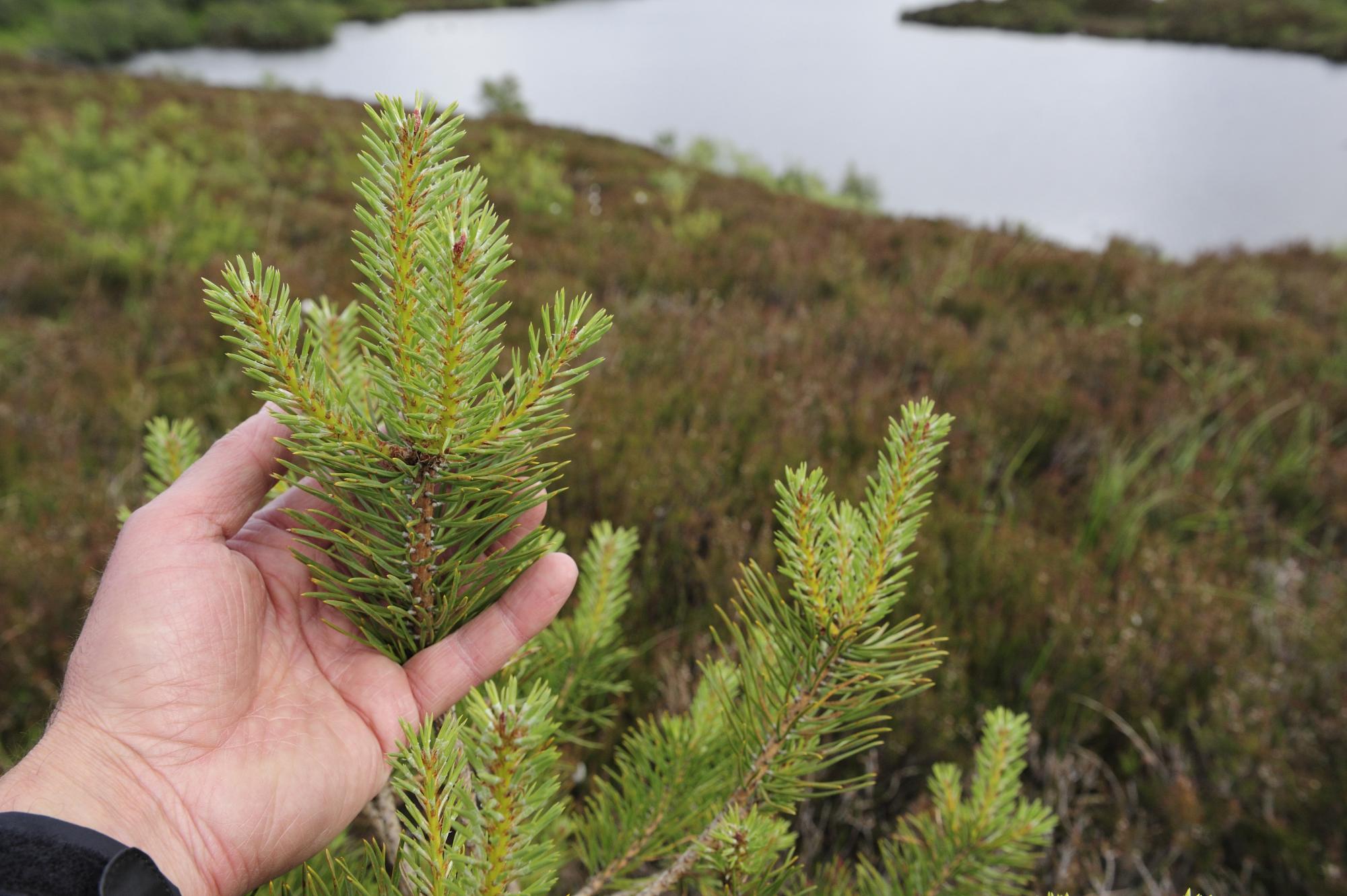 Hand holding the top of a young scot's pine.