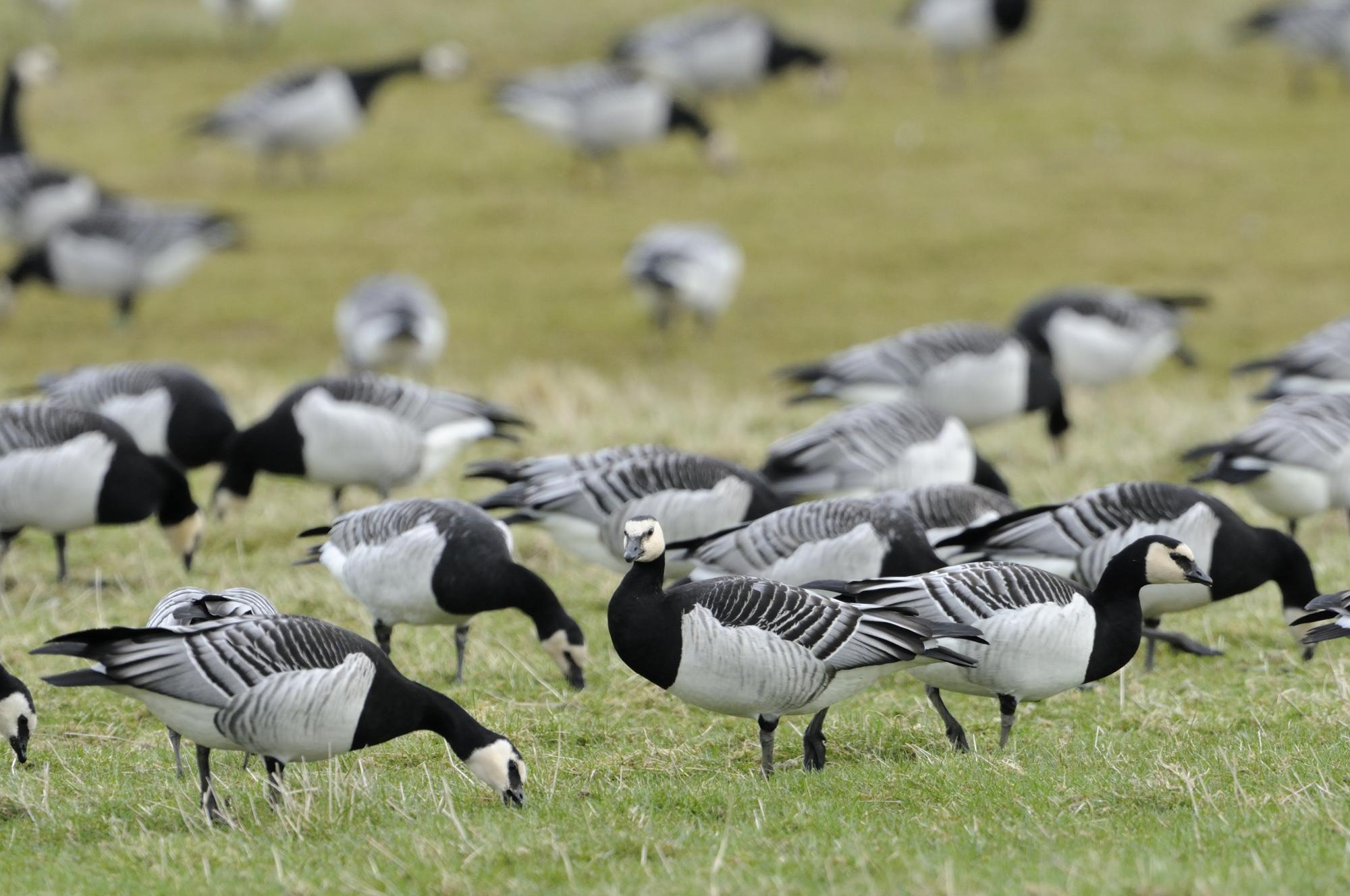 Barnacle geese on grassland.