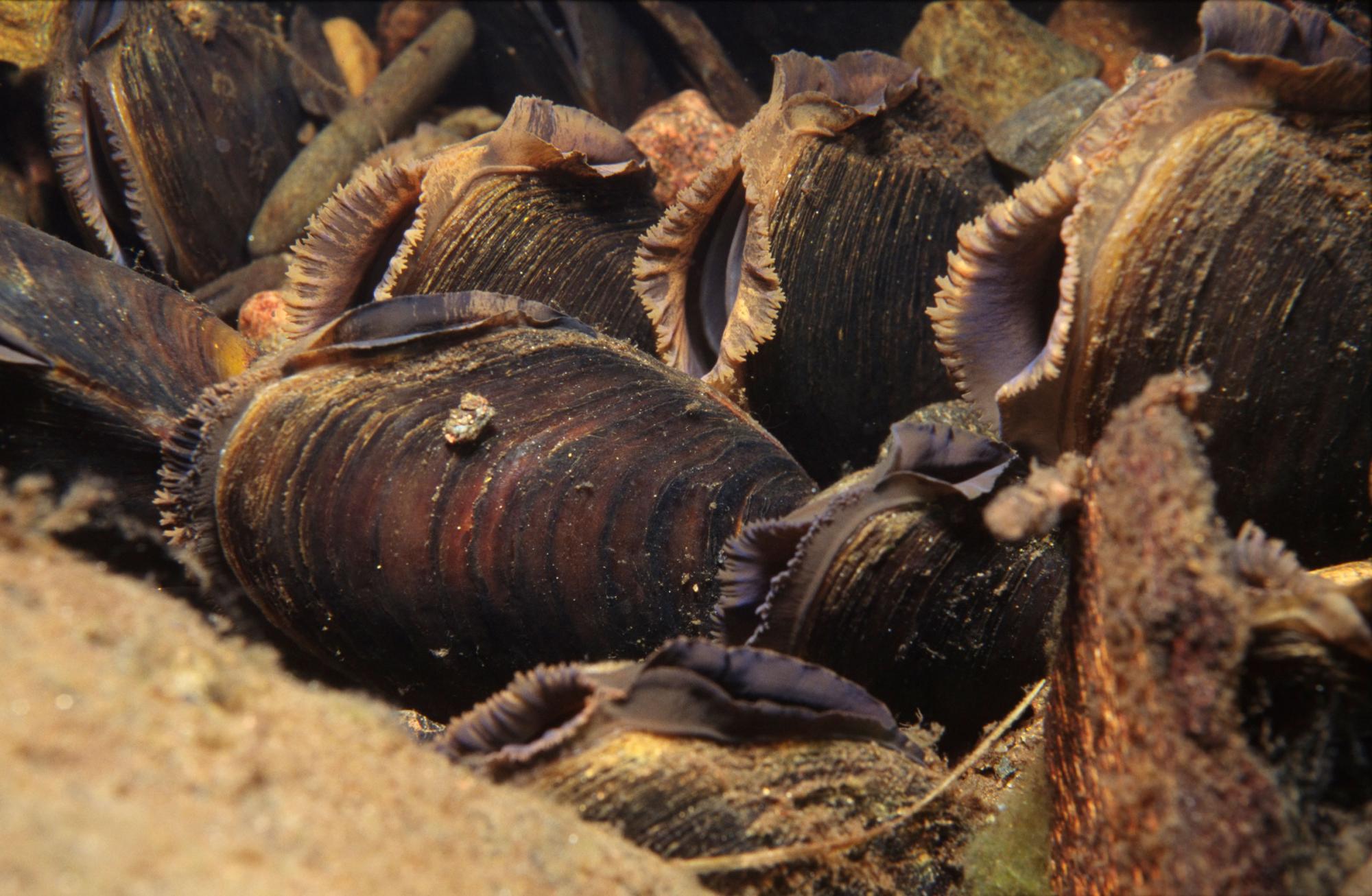 Freshwater pearl mussels (Margaritifera margaritifera) feeding in a river