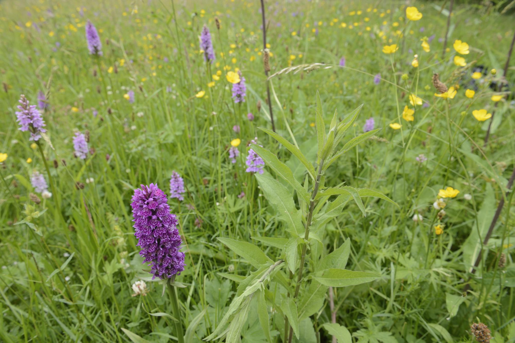 Orchids growing at Weem meadow SSSI near Aberfeldy. July 2016.©Lorne Gill/SNH. For information on reproduction rights contact the Scottish Natural Heritage Image Library on Tel. 01738 444177 or www.nature.scot
