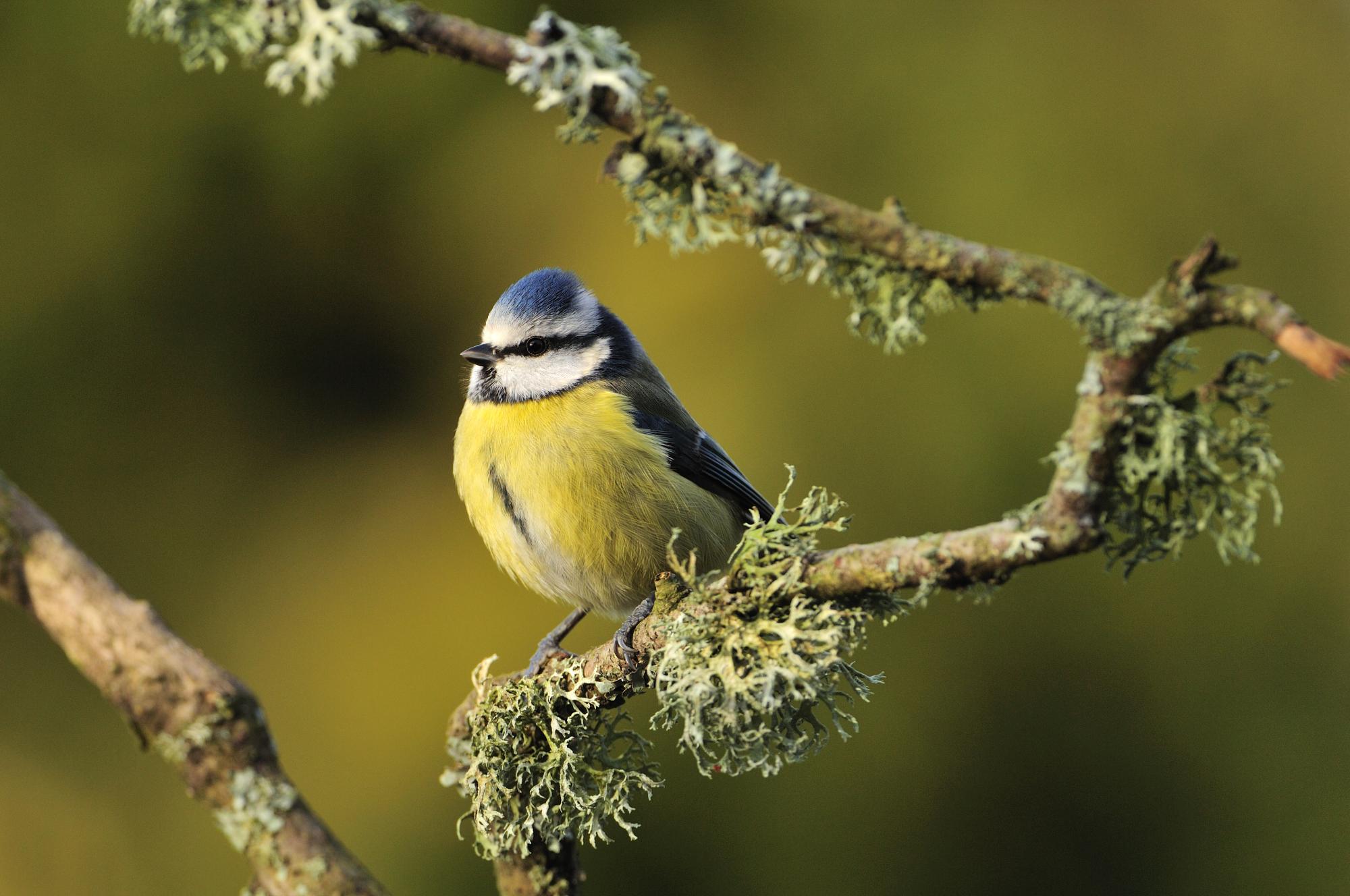 Blue tit (Cyanistes caeruleus) perching on a lichen covered branch. ©Lorne Gill/SNH. For information on reproduction rights contact the Scottish Natural Heritage Image Library on Tel. 01738 444177 or www.nature.scot