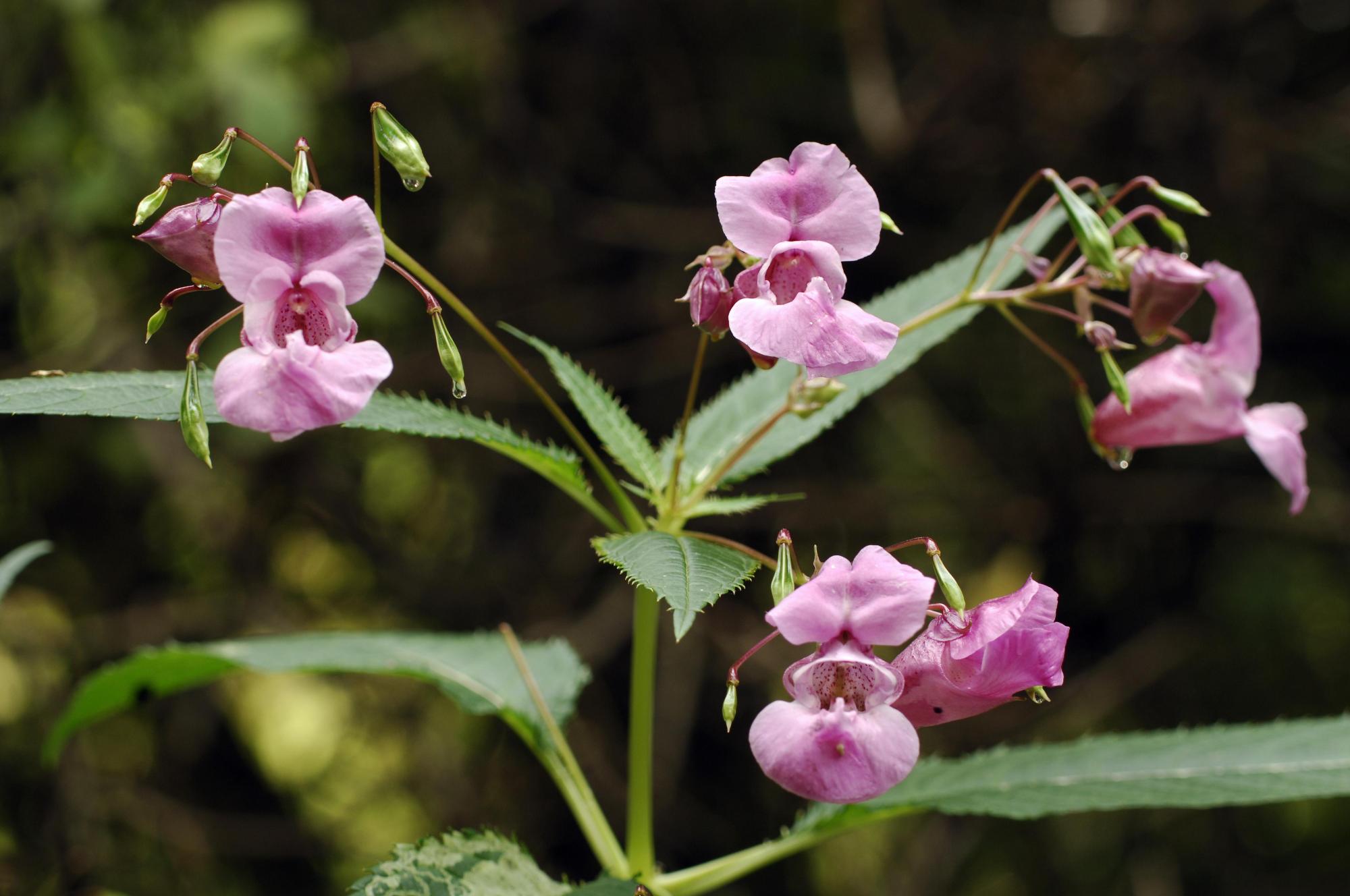 Himalayan Balsam (Impatiens glandulifera) an invasive non native plant. ©Lorne Gill/SNH. For information on reproduction rights contact the Scottish Natural Heritage Image Library on Tel. 01738 444177 or www.nature.scot