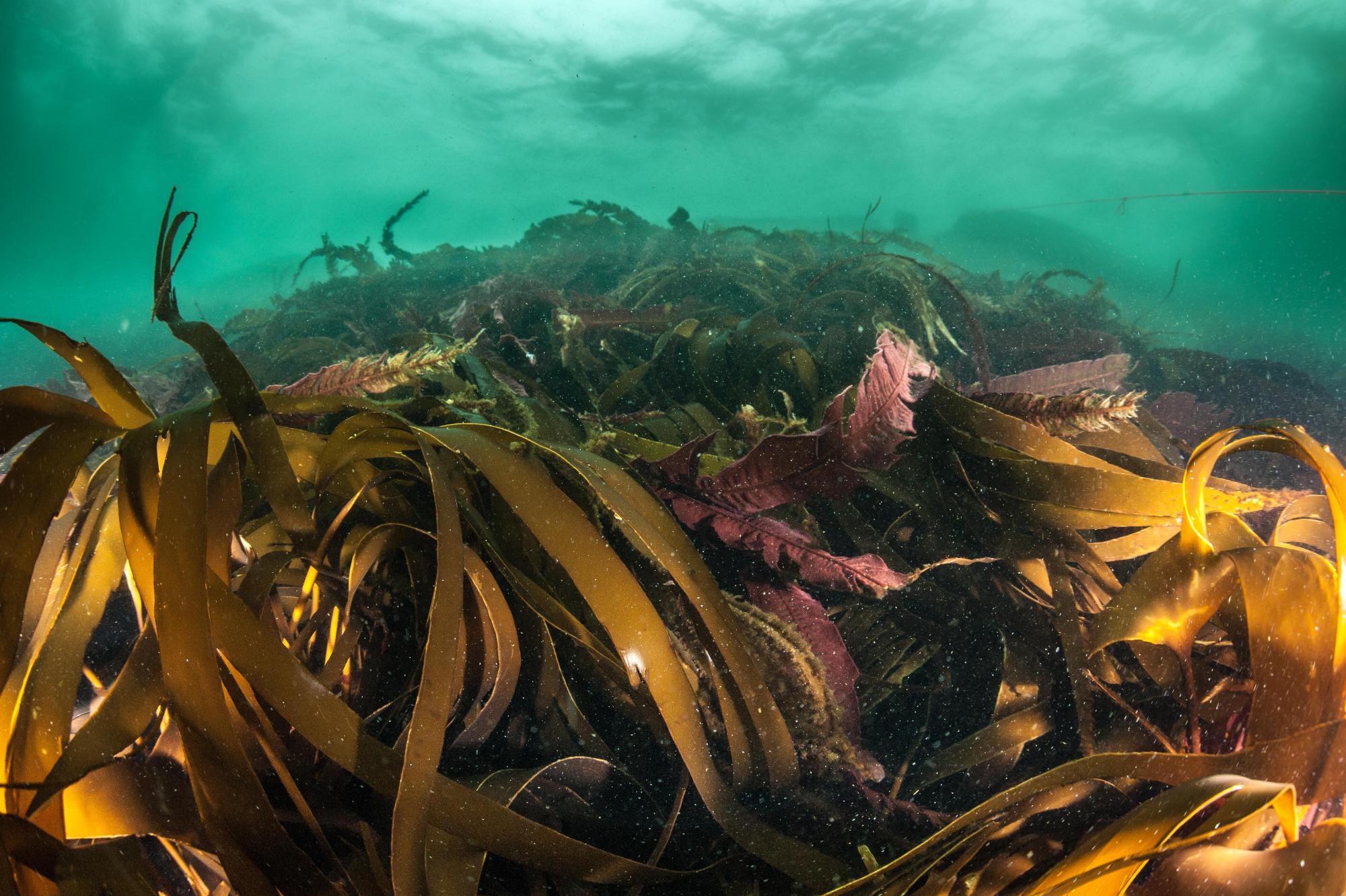 Kelp forest. ©George Stoyle/SNH. For information on reproduction rights contact the Scottish Natural Heritage Image Library on Tel. 01738 444177 or www.nature.scot