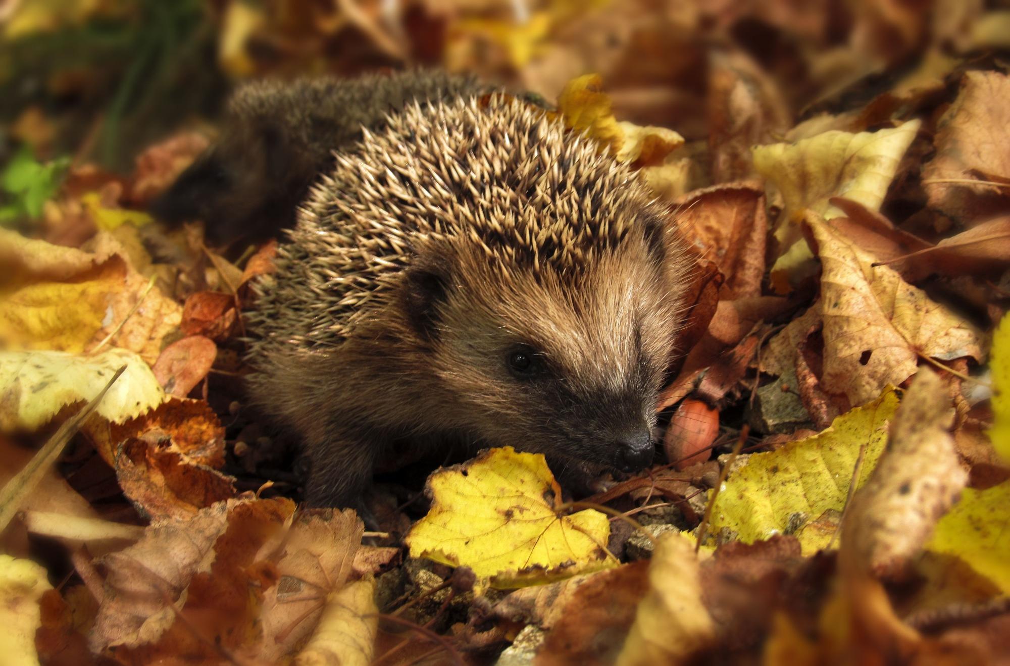 Hedgehog sitting amongst yellow, red and orange autumn leaves