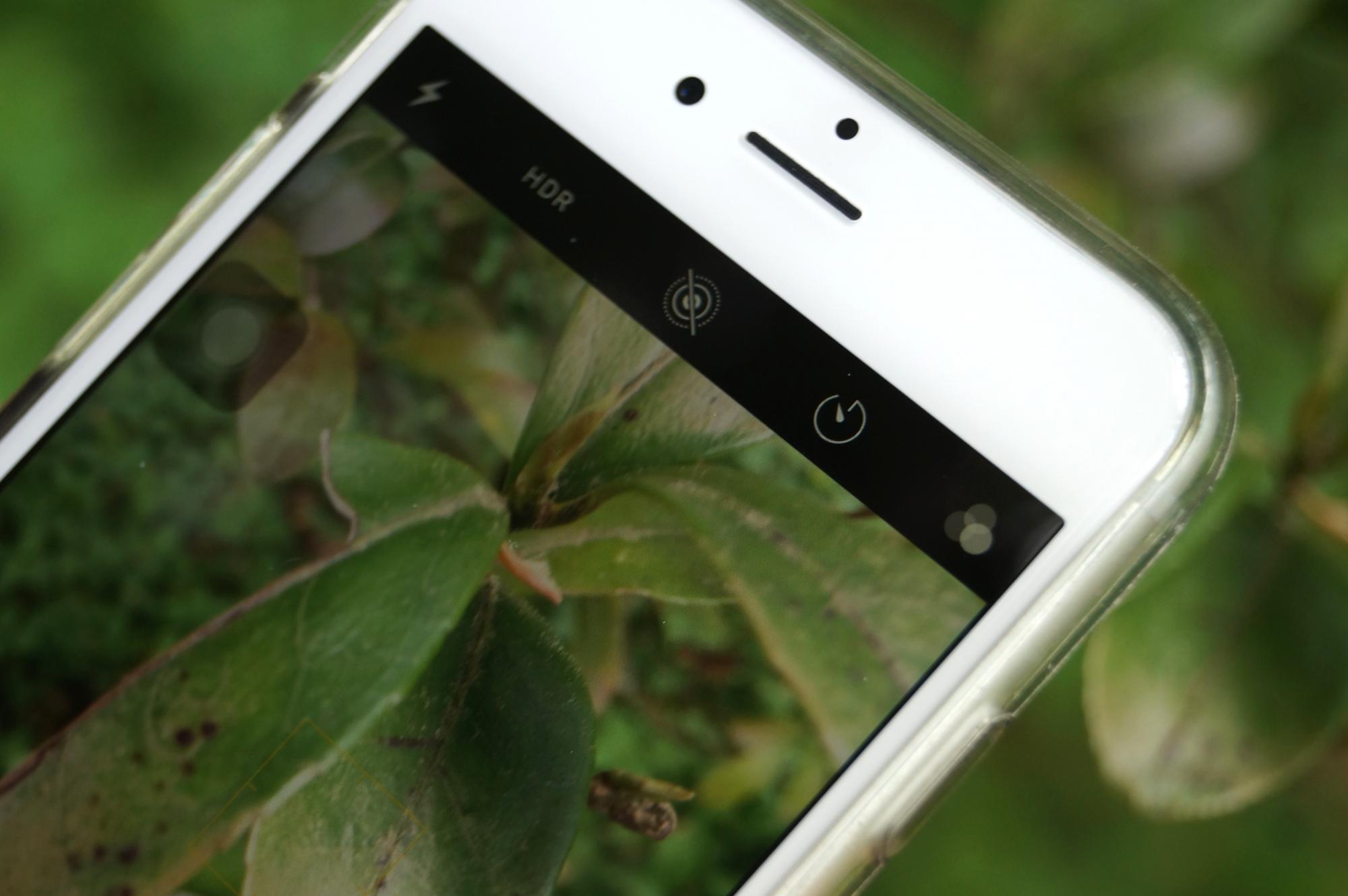 Phone camera screen focused on green leaf plant 