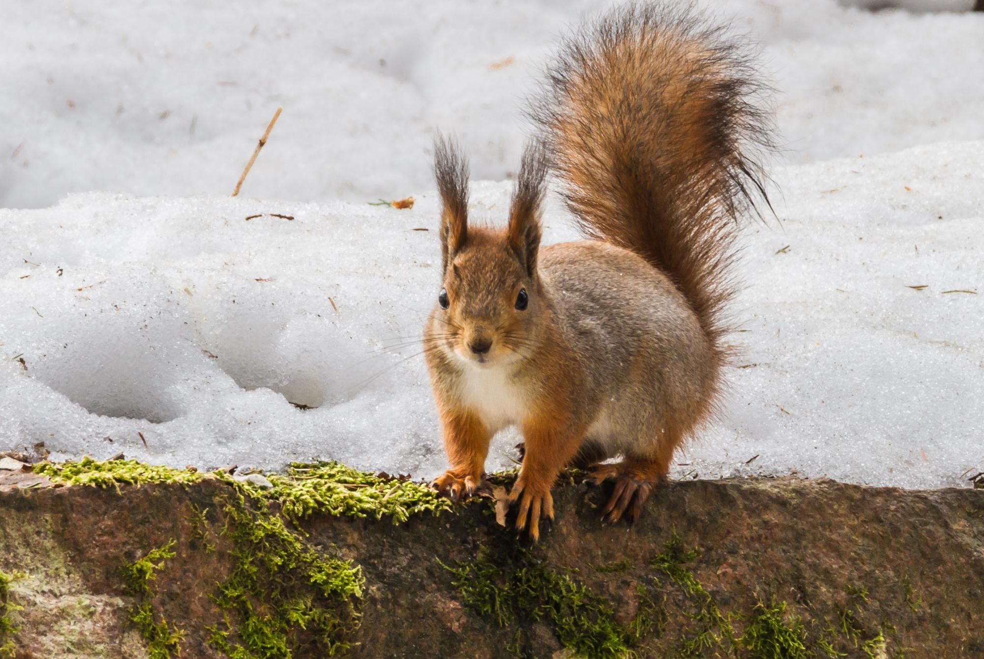 red squirrel on stone in snow looking towards camera
