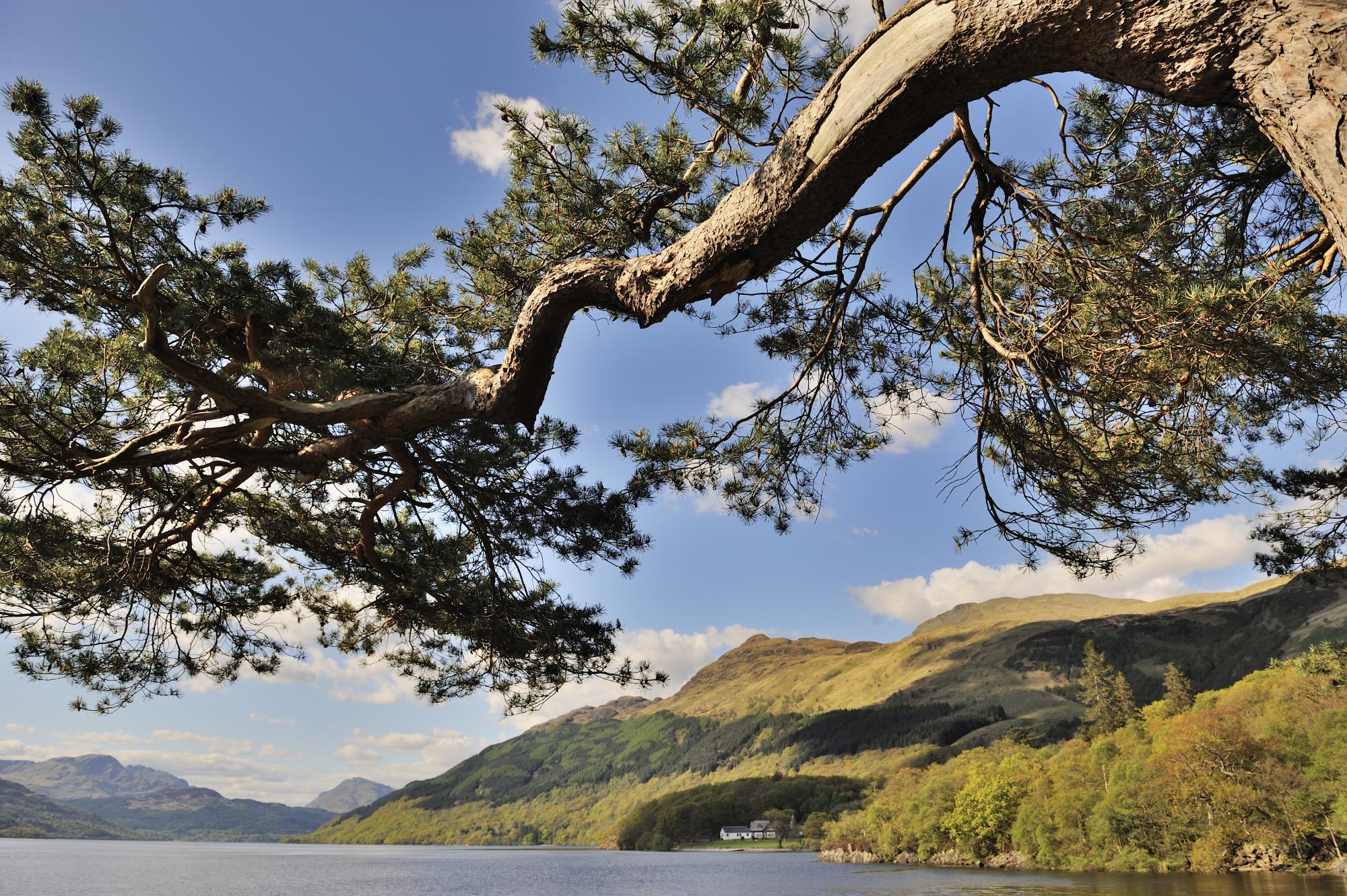 An old Scots pine with Ben Lomond and Loch Lomond in background.