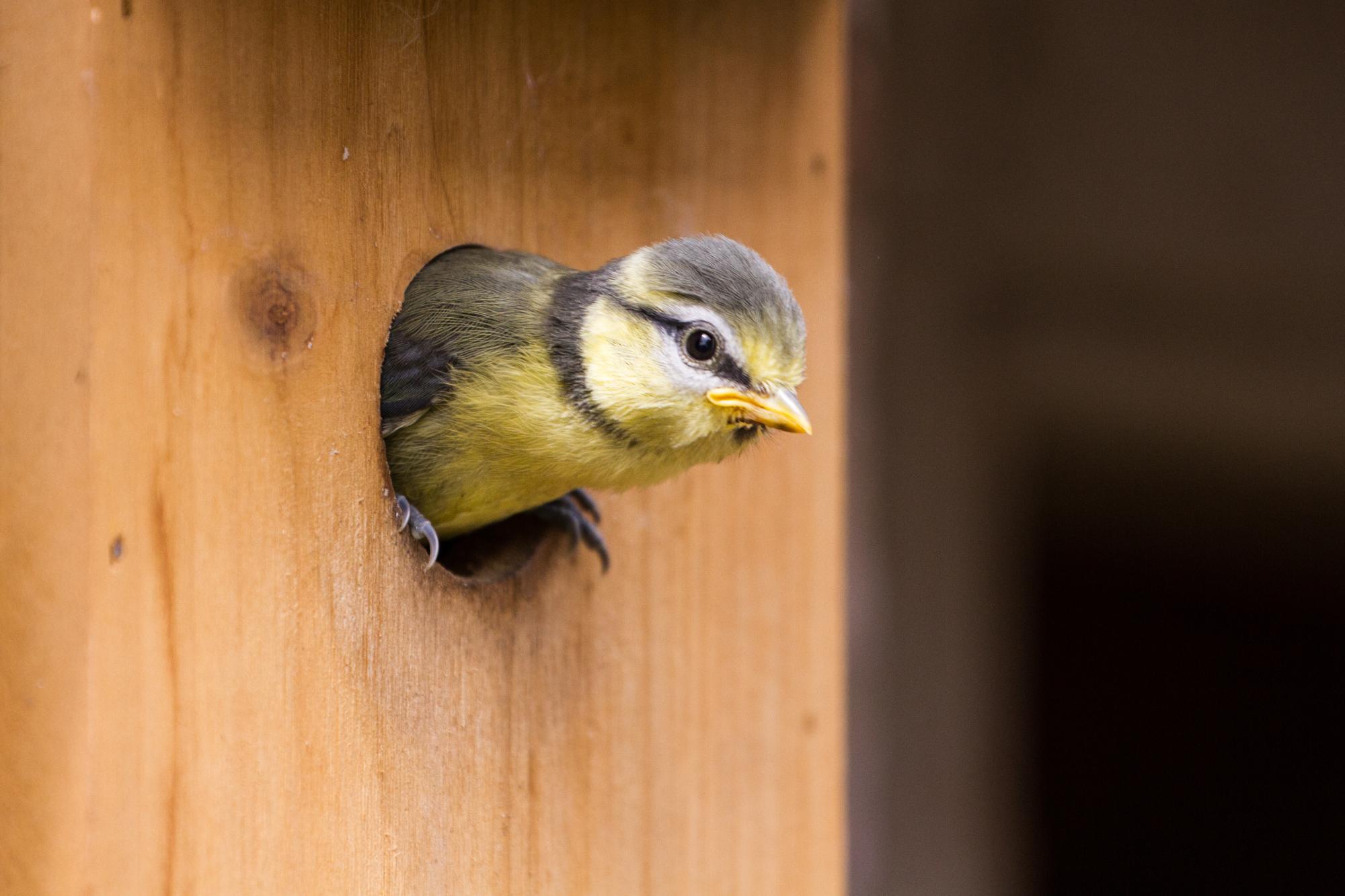 blue tit chick fledging from nest box