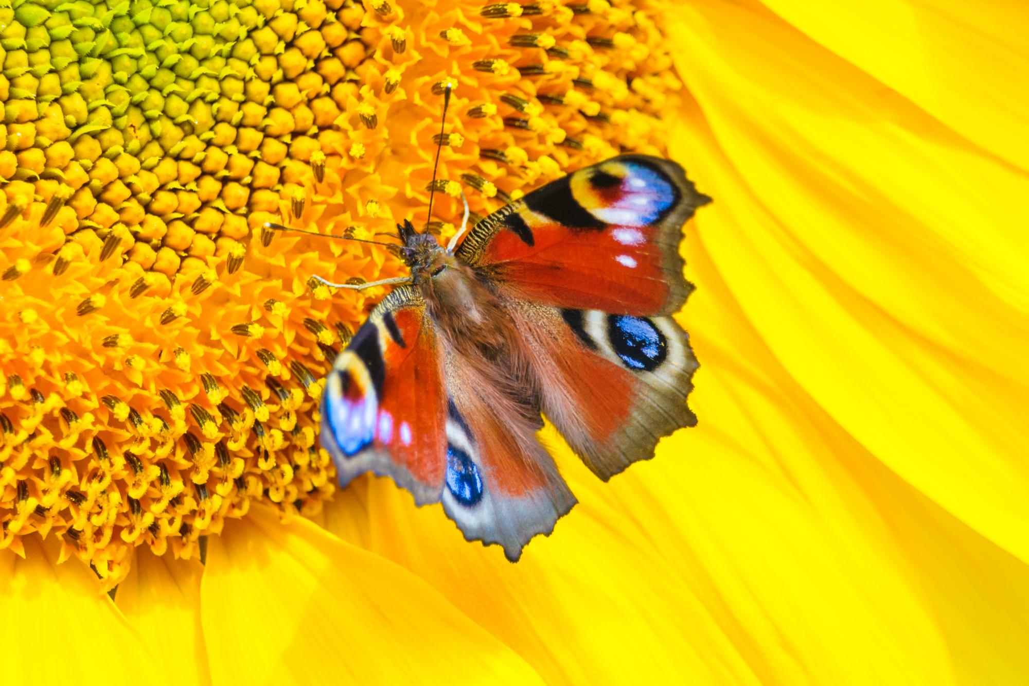 peacock butterfly on sunflower