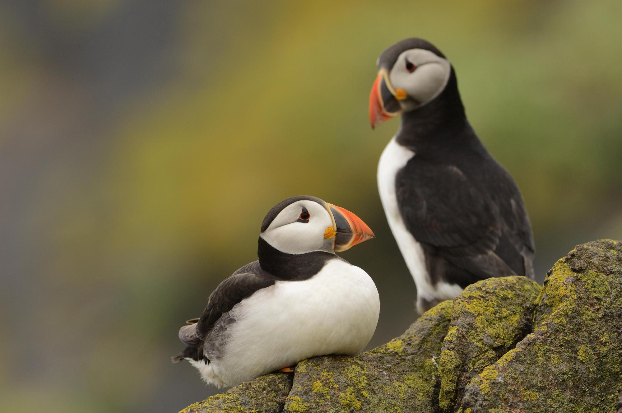 Two Puffins sitting on a rock