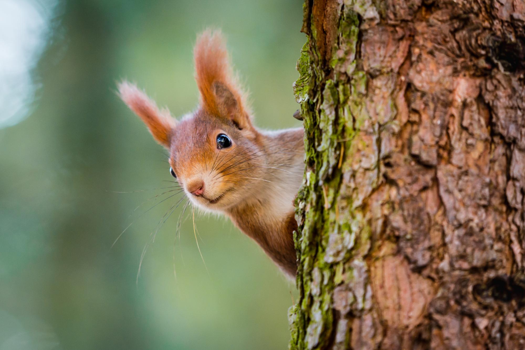 Curious red squirrel peeking behind the tree trunk Adobe Stock for Make Space For Nature campaign