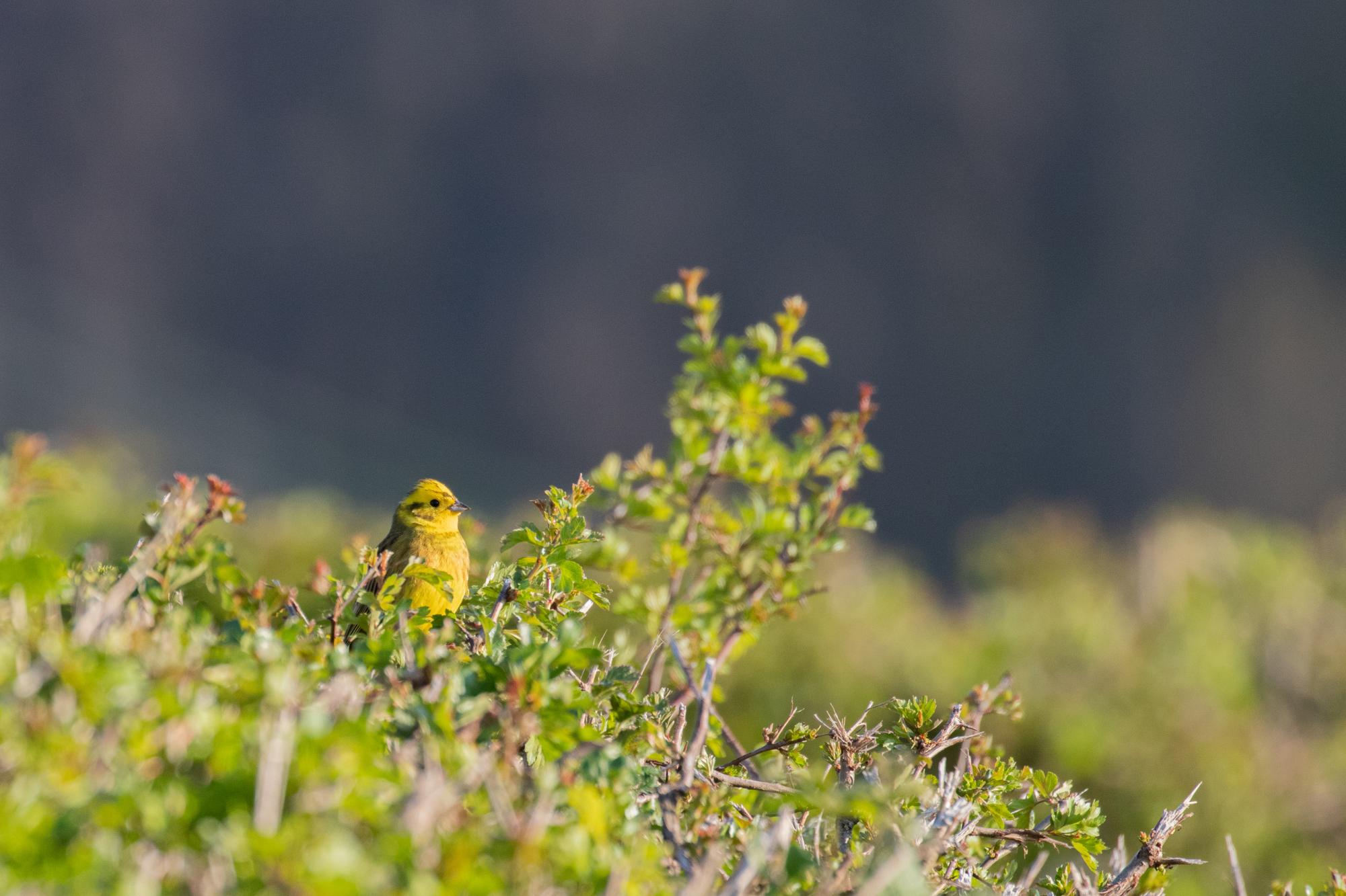 A vibrant yellowhammer sitting in the top of a hawthorn hedgerow Adobe Stock