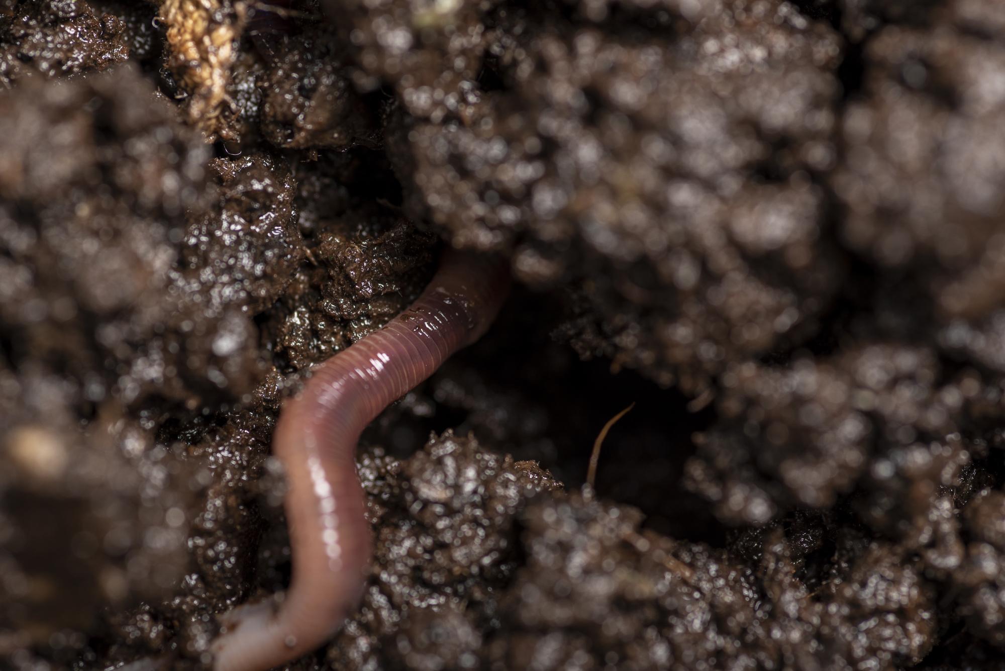 Close up of worm in soil Adobe Stock for Make Space For Nature