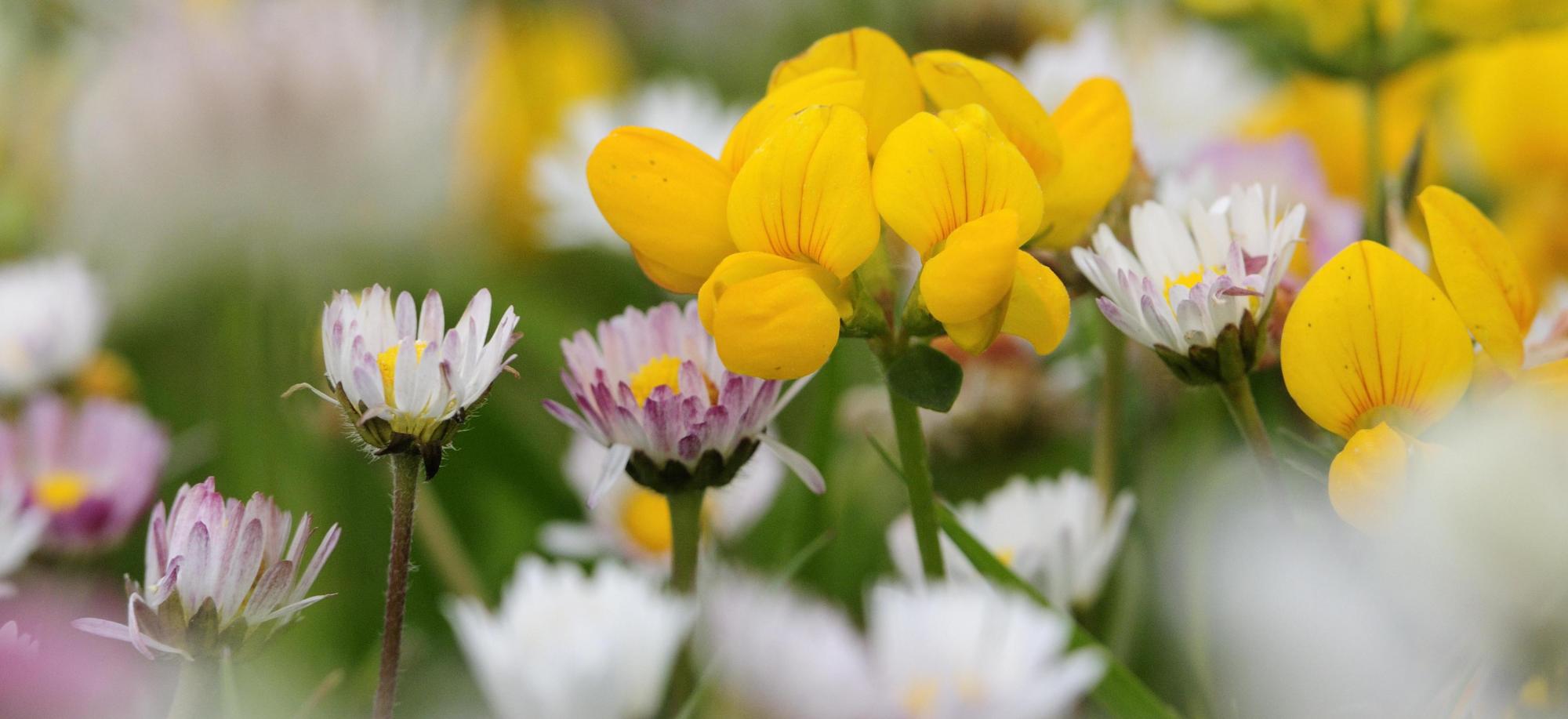 Close up of plants - Birds foot trefoil and daisies growing on the Benbecula machair, Western Isles
