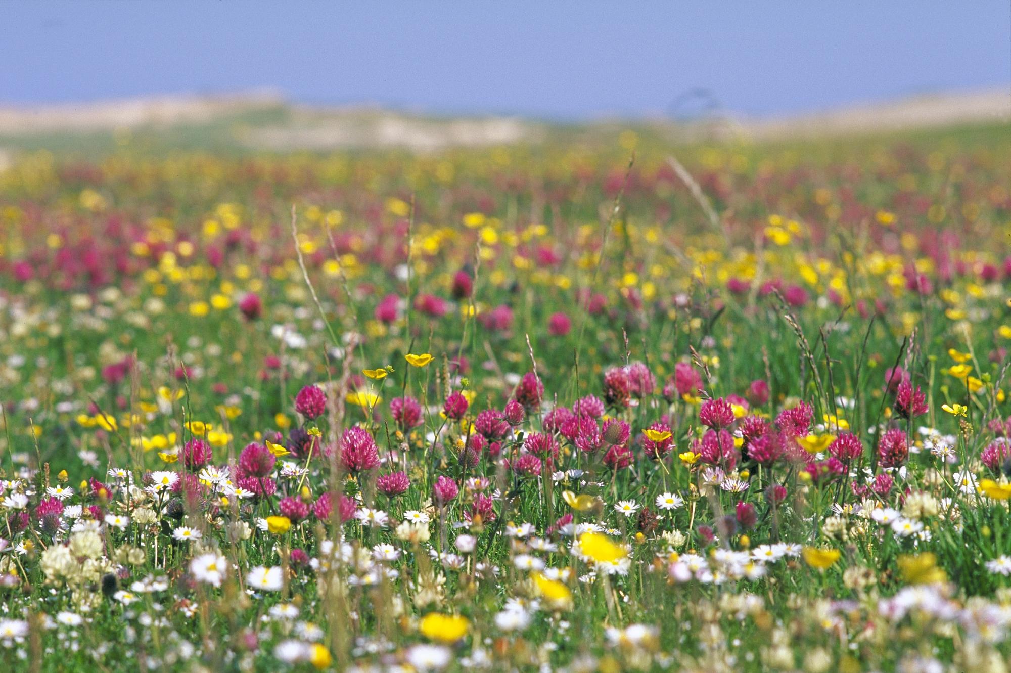Machair flowers at Barvas, Isle of Lewis. ©Lorne Gill/SNH. For information on reproduction rights contact the Scottish Natural Heritage Image Library on Tel. 01738 444177 or www.nature.scot