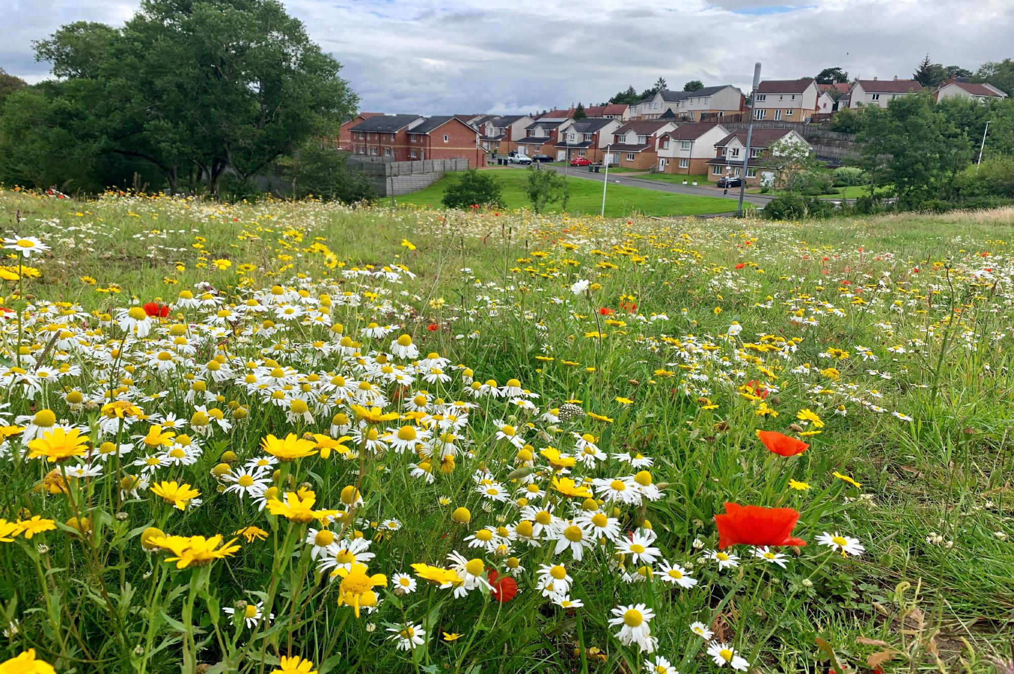 Meadow of flowers in foreground with residential houses behind.