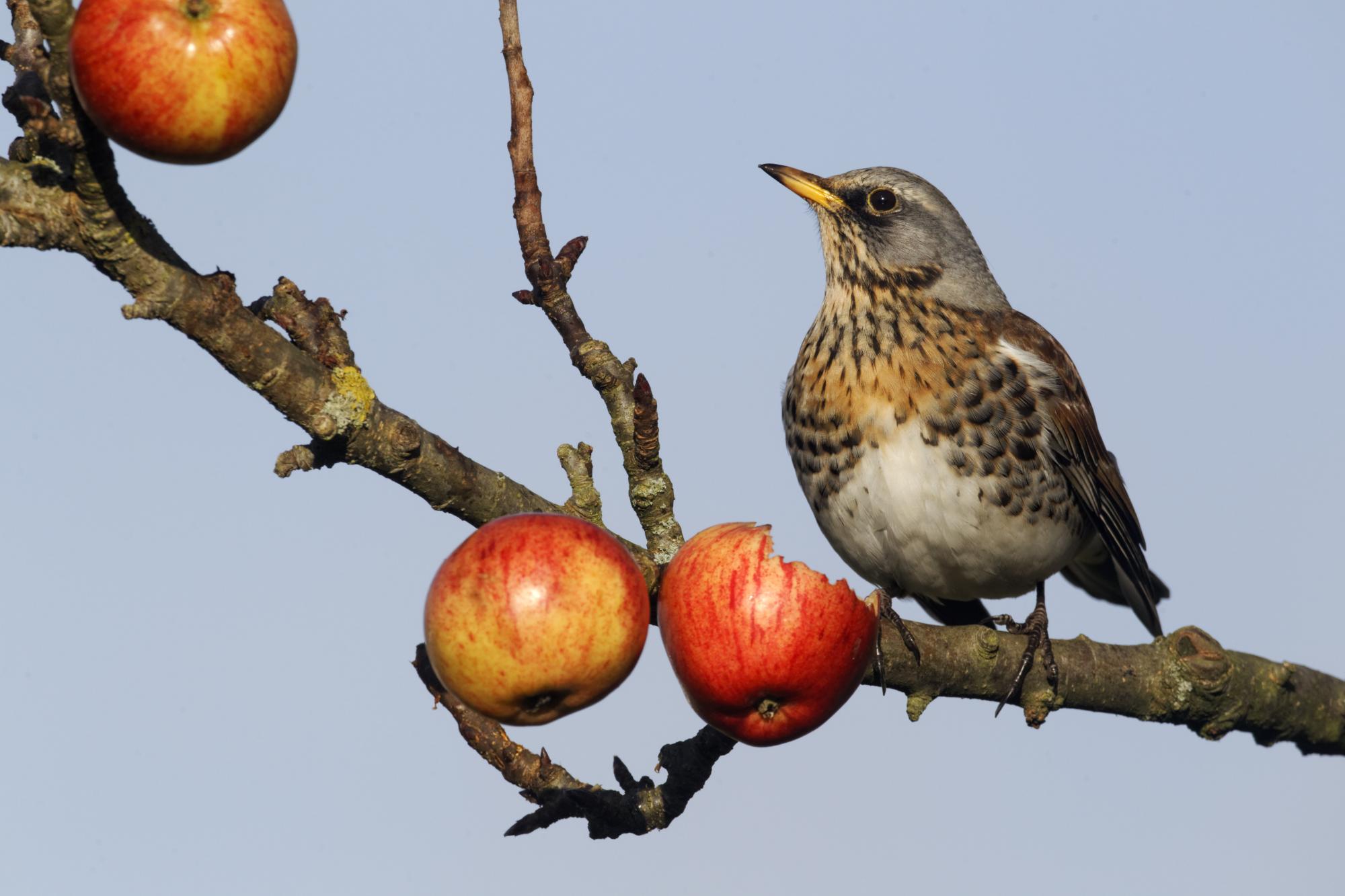Make space for nature campaign - A fieldfare eating an apple spiked on a branch