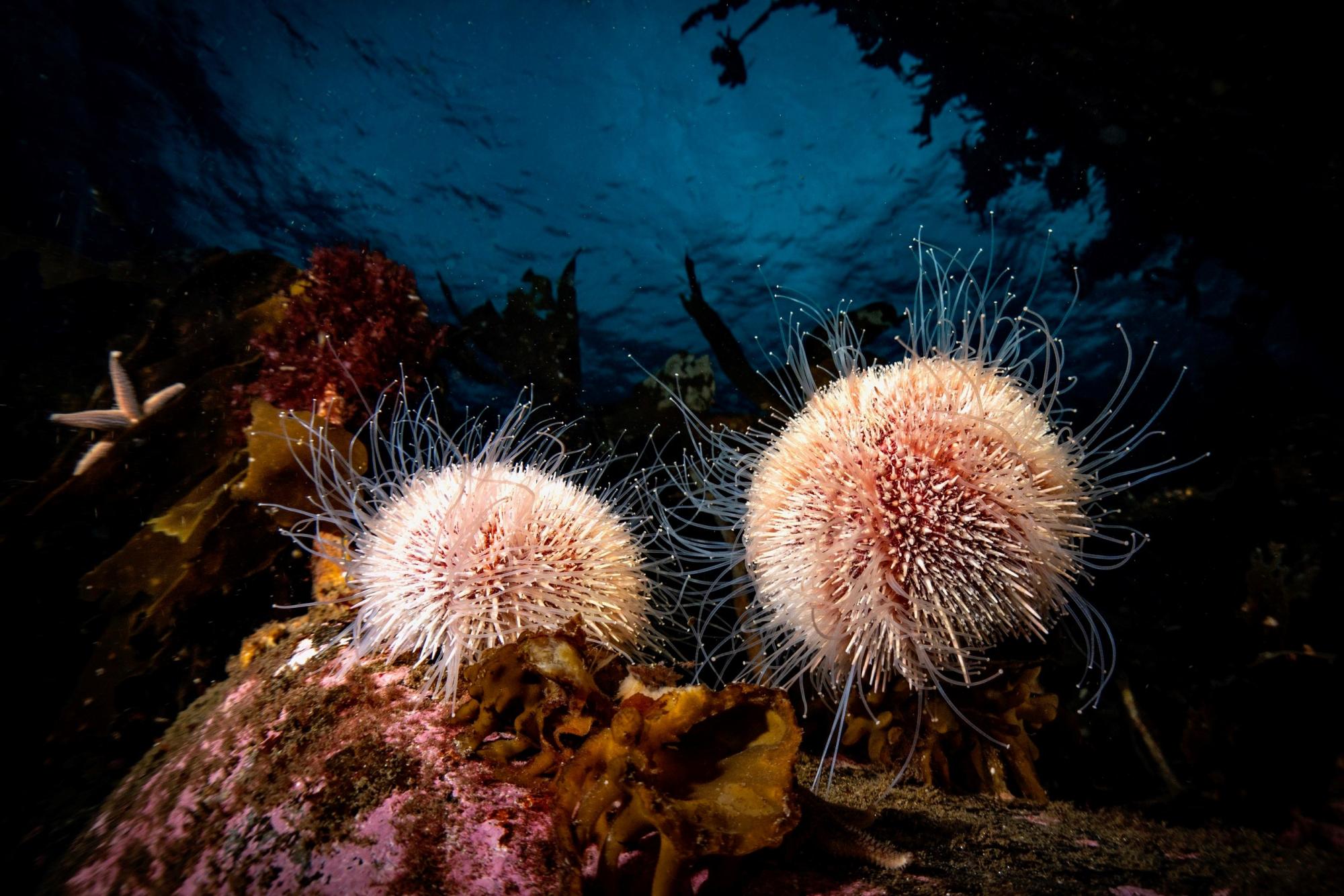 A pair of urchins sitting on a rocky reef, Lerwick, Shetland.