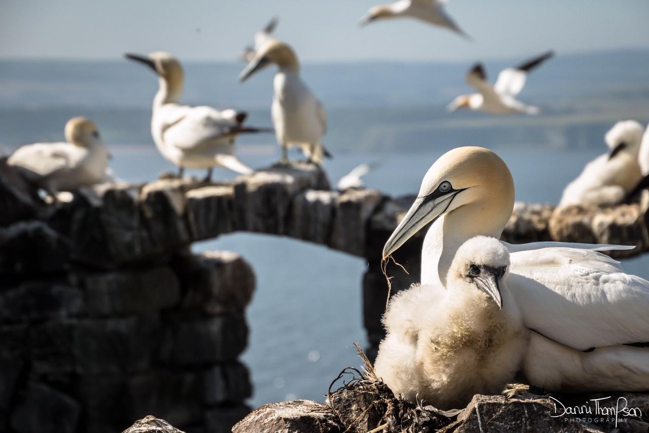 Brooding gannet and chick preening, Bass Rock. 