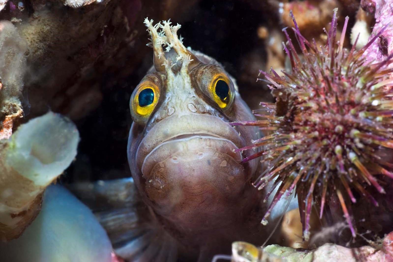 Fish peering out of its refuge, Yarrell's blenny in Loch Hourn.