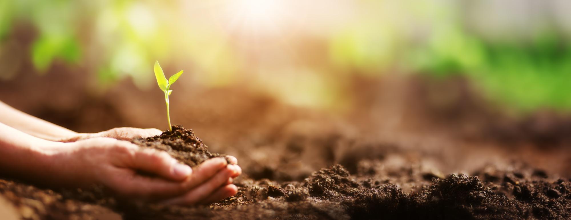Hands holding seedling in soil