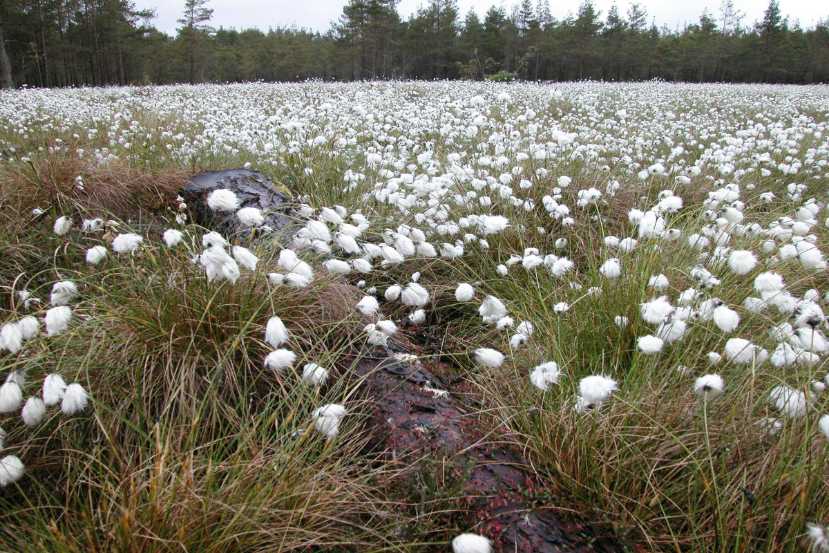 Log overgrown with Cotton grass