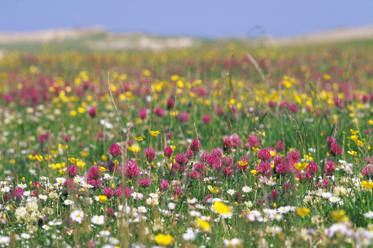 A close up of machair, or fertile low-lying grassy plain 