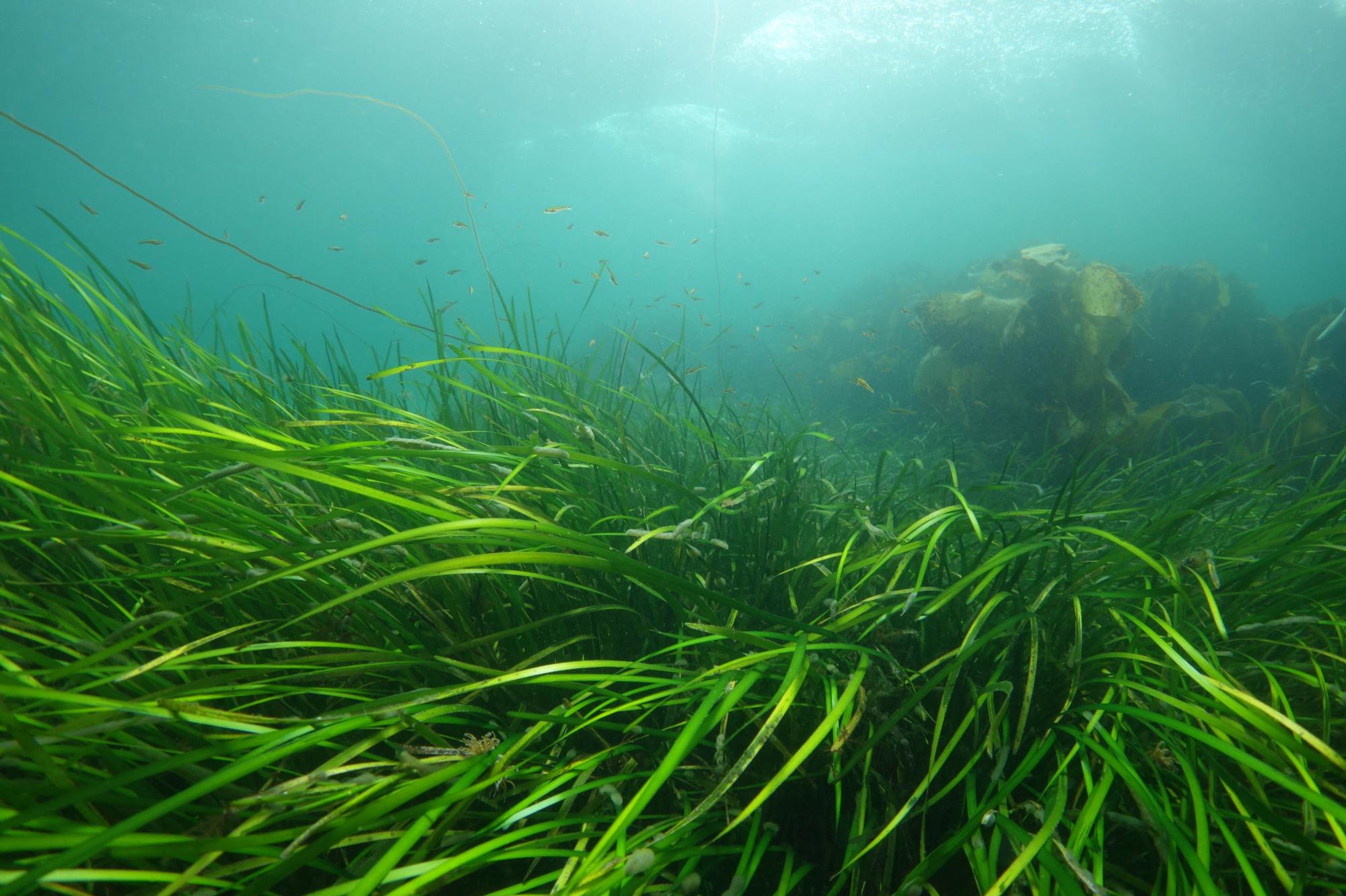 A seagrass bed with small fish swimming above.