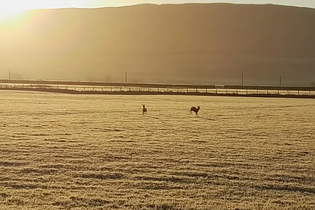 Roe deer running in a frosty field at sunrise
