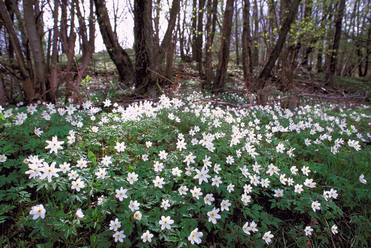 woodland flowers